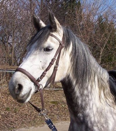 no bit bridle